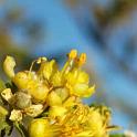 Flor de Jarilla